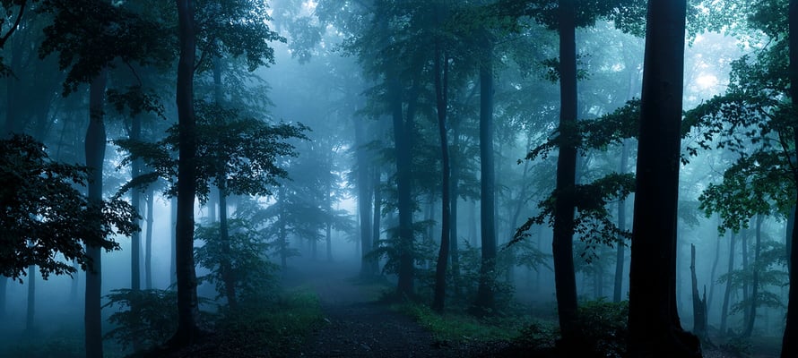 Heiße Spuren im Wald 