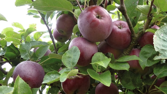 Obstsortengarten Bönnigheim 