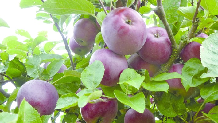 Obstsortengarten Bönnigheim 