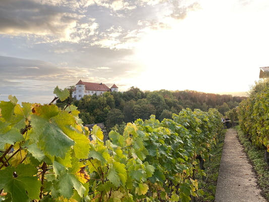 Kräuter und  Wein 