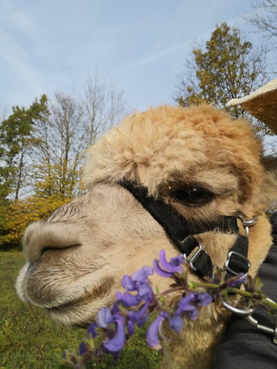 Kr&auml;uterf&uuml;hrung mit Alpakas 