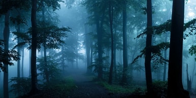 Heiße Spuren im Wald