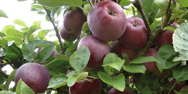 Obstsortengarten