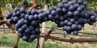 Bönnigheimer Weinwege