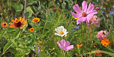 Blühflächen für Insekten