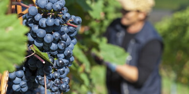 Bönnigheimer Weinwege