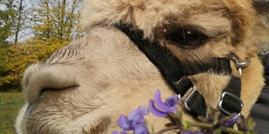 Kräuterführungen mit Alpakas