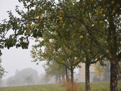 Obstsortengarten