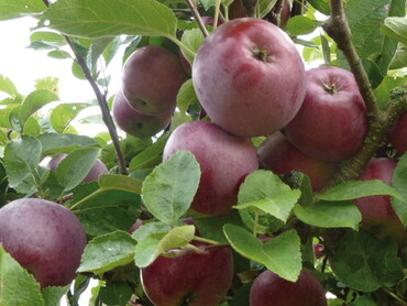 Obstsortengarten