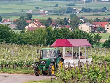 Wein