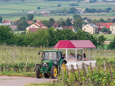 Wein