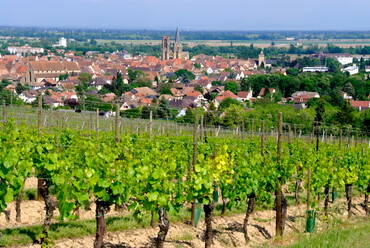 Rouffacher Weinberge