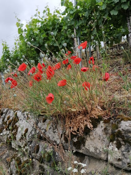 Kräuterspaziergang