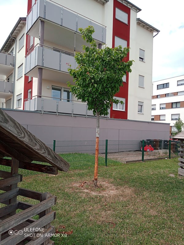 beschädigter Baum Schlossfeld