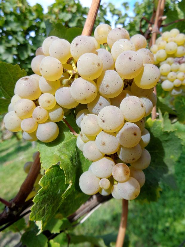 Rieslingtraube