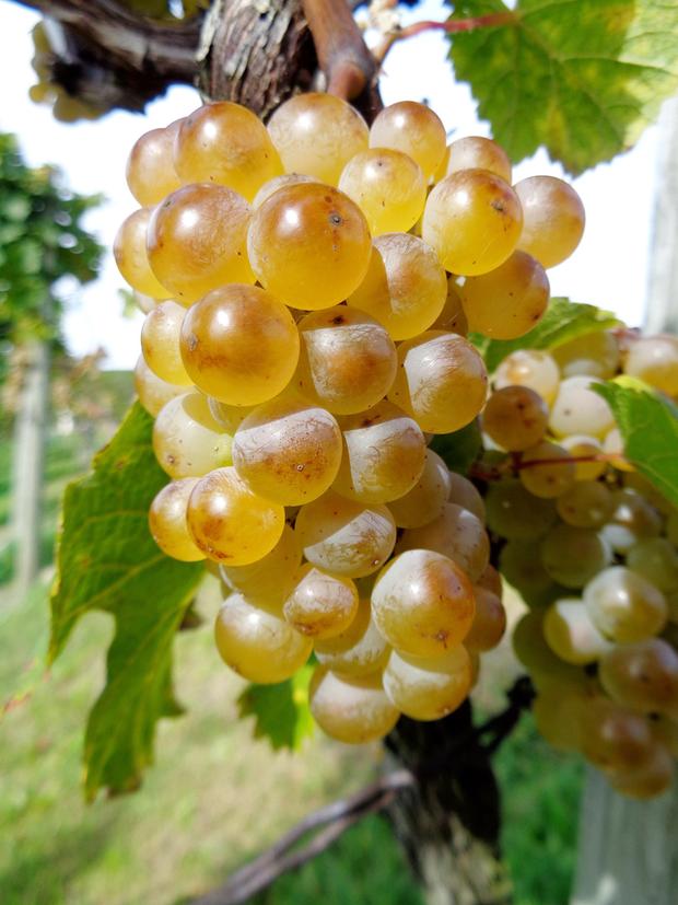 Rieslingtraube