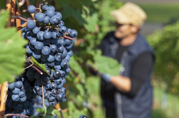 Weinlese