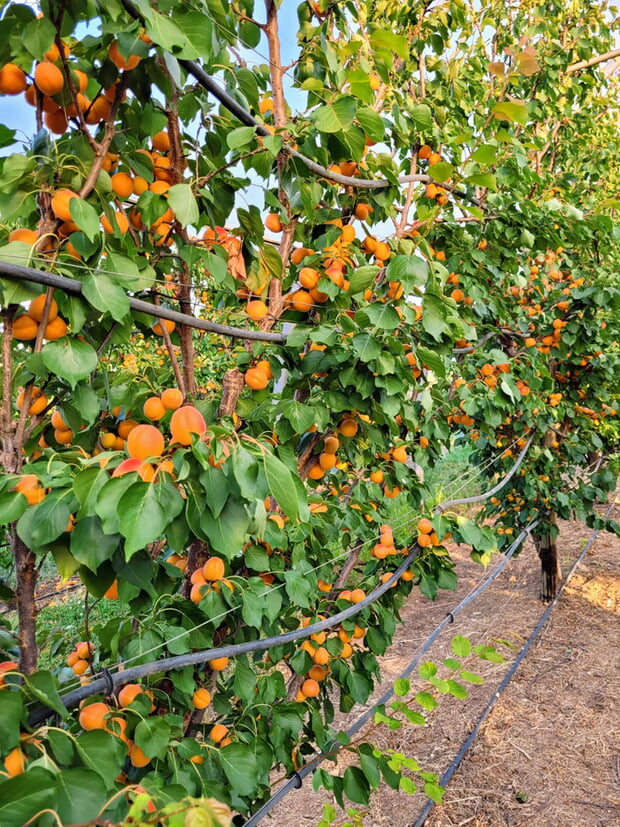 vollbehangener Aprikosenbaum