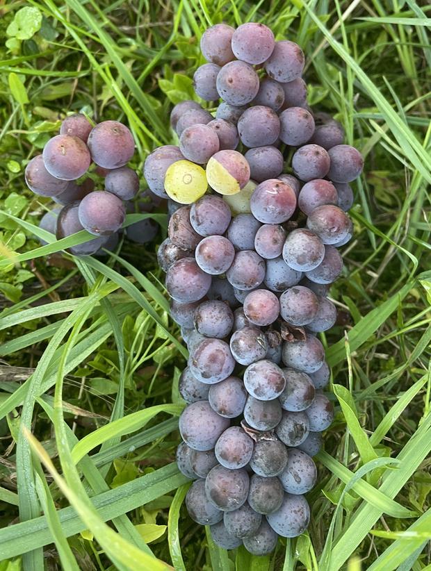 Grauburgundertraube mit Mutationsbeeren