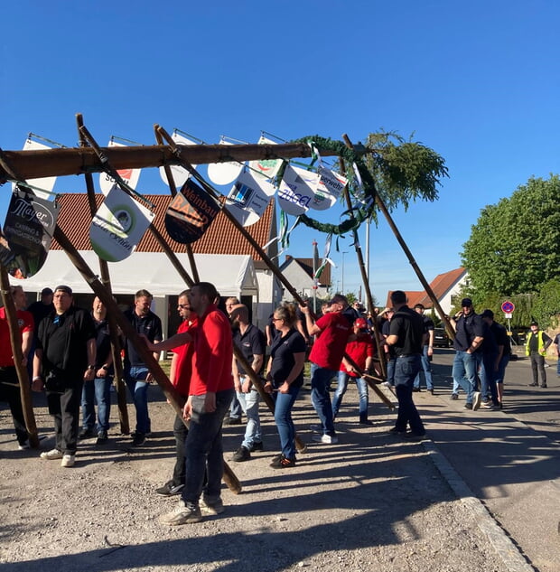 Mit &bdquo;Schwalben&ldquo; und Muskelkraft wird der Maibaum aufgestellt