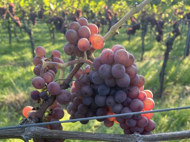 Grauburgundertraube im Morgenlicht