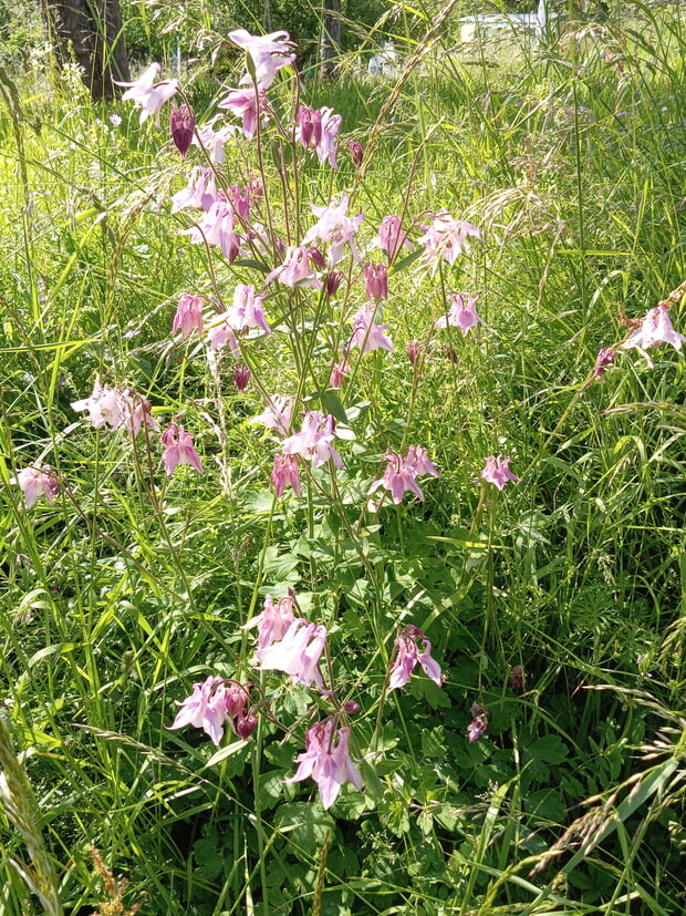 Bl&uuml;hende Akelei