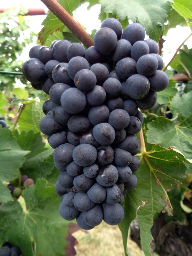 Schwarzrieslingtraube