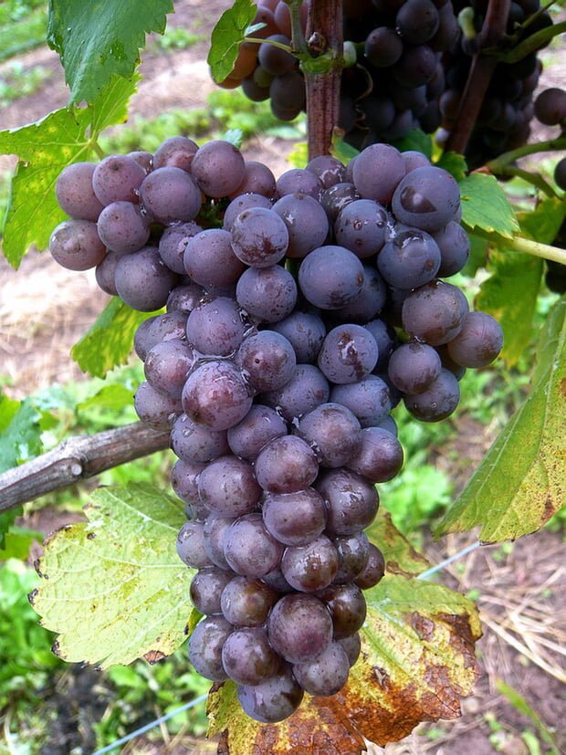 Grauburgundertraube
