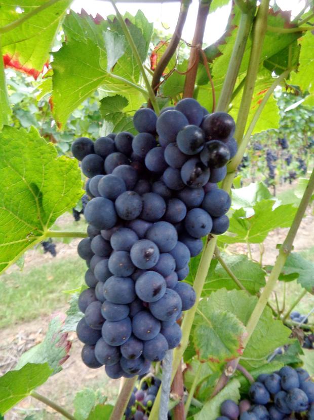 Spätburgundertraube