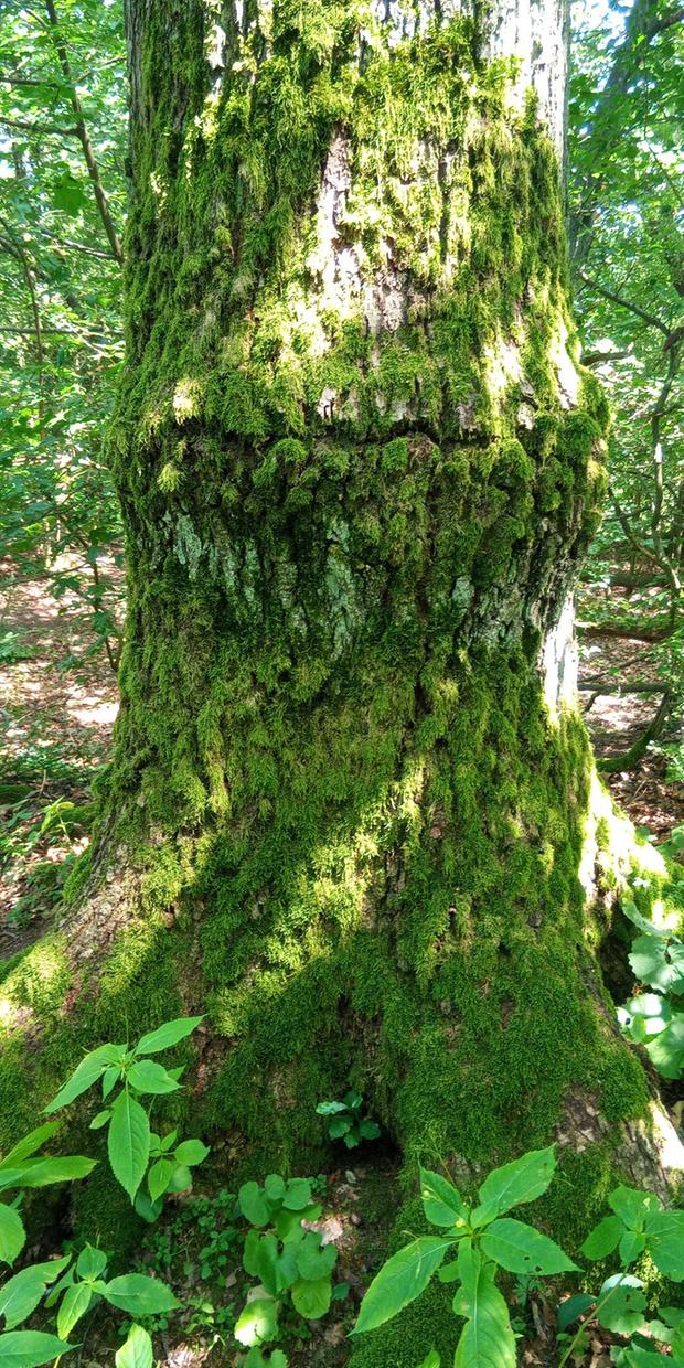 Kr&auml;uter mit allen Sinnen