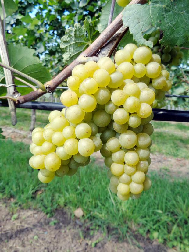 Weißburgunder - Pinot Blanc