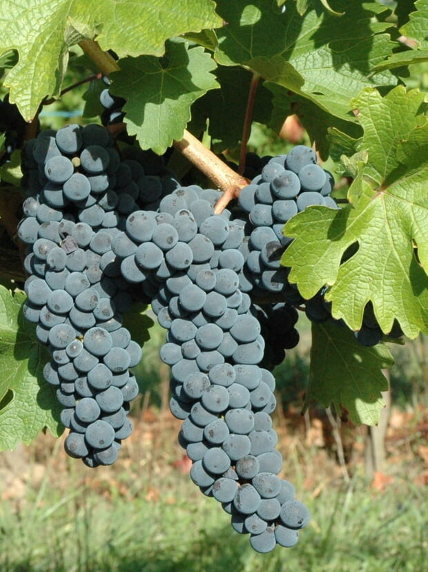 Cabernet Franc, Bordeaux, 4-9-2017