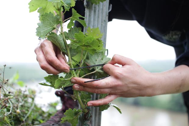 Die neuen Rebsorten ergeben nicht nur guten Wein, sondern schützen auch die Natur.