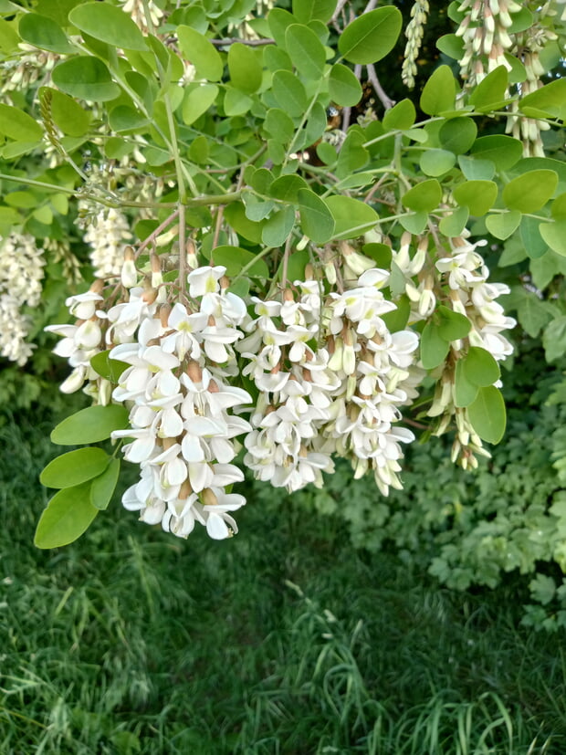 Bl&uuml;te einer Robinie