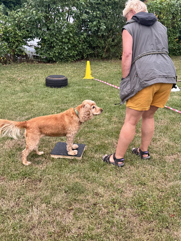 Kniffelige Aufgaben müssen von Hund und Mensch bewältigt werden.