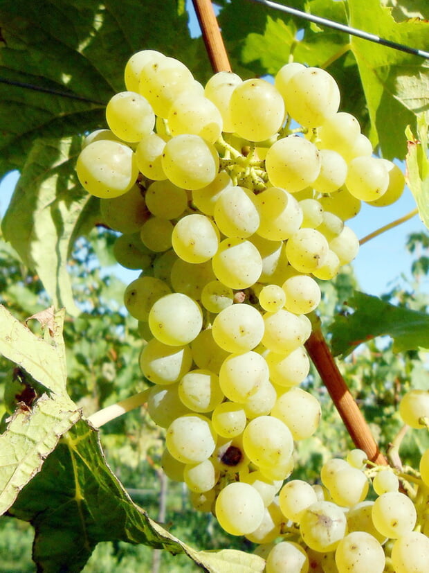 M&uuml;ller-Thurgau Traube