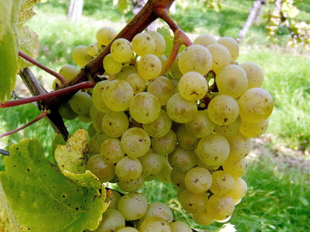 Rieslingtraube