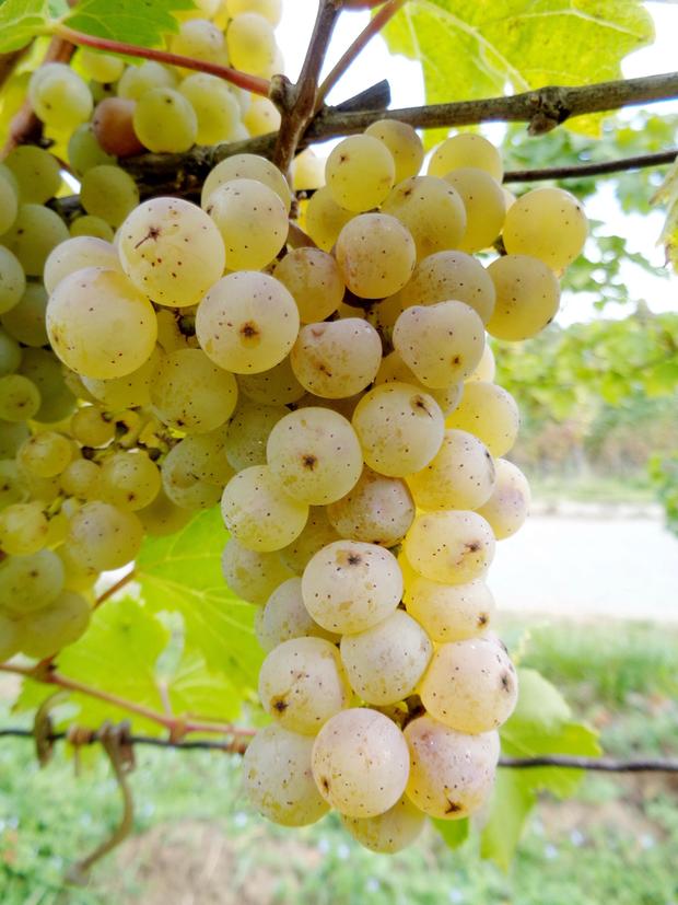 Rieslingtraube