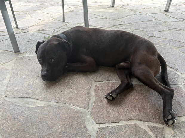 Ausgesetzter Hund